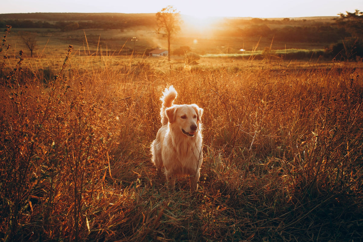 A golden retriever standing in a sunlit field at golden hour